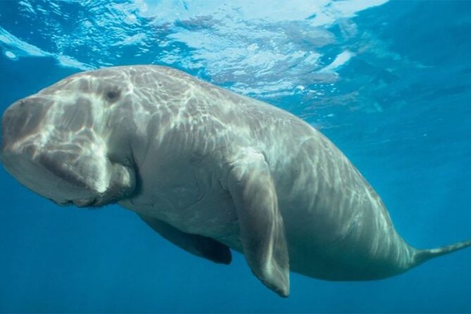 Marsa Mubarak Boat Trip with Dugongs and Turtles 